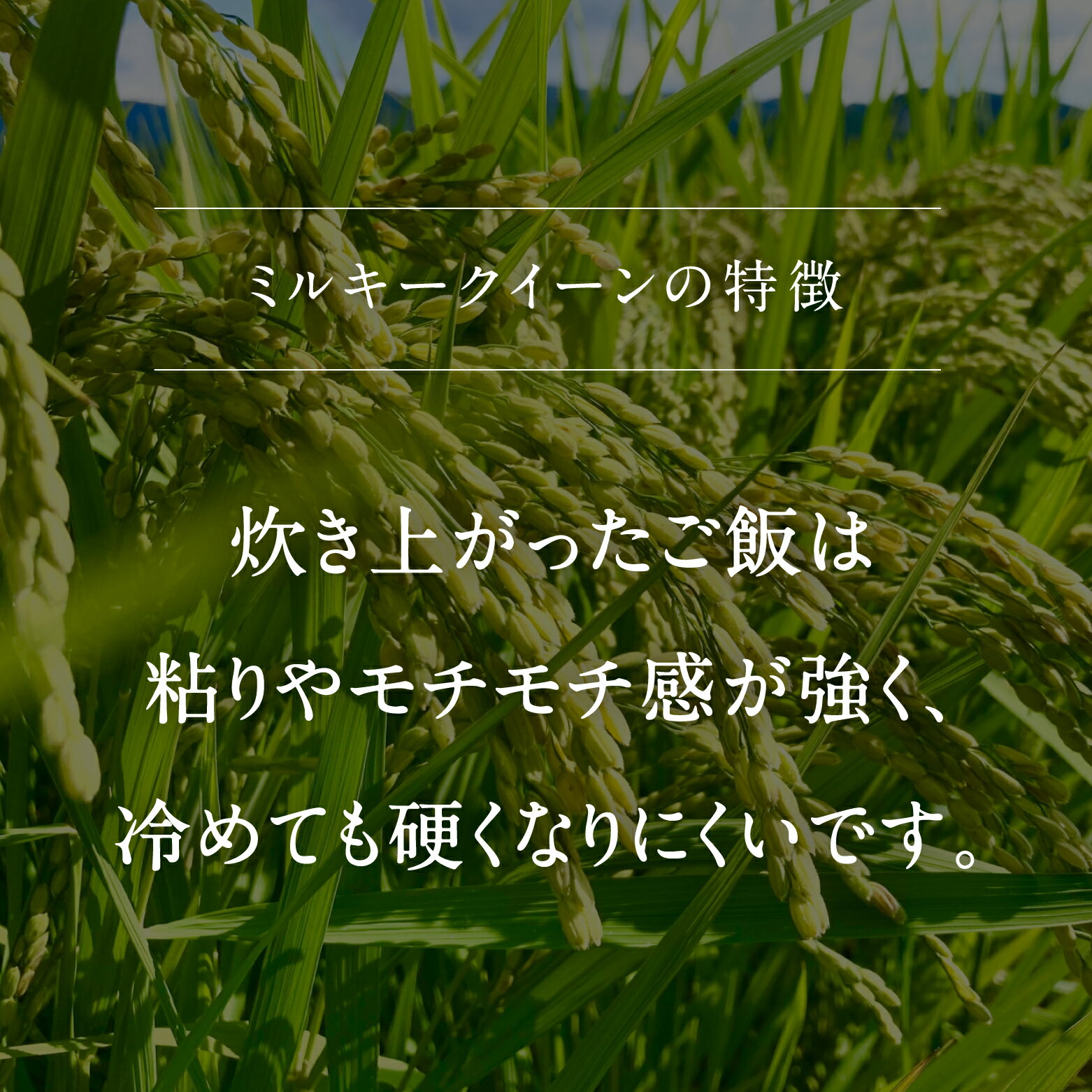 【ふるさと納税】鳥取県南部町産 ミルキークイーン 5kg 令和5年産 新米 5キロ 米 お米 おこめ こめ コメ 白米 精米 玄米 岩崎米穀