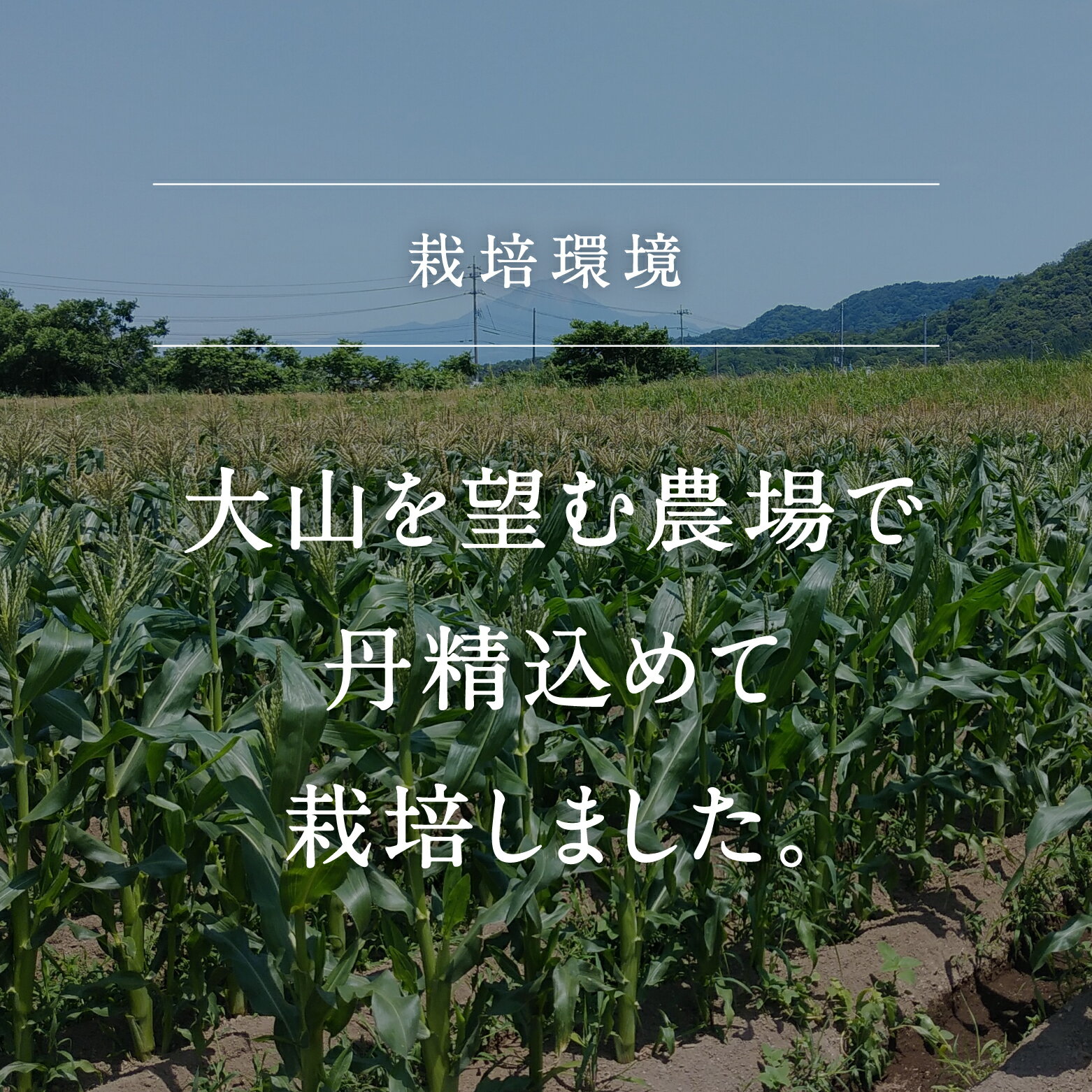 【ふるさと納税】南部町産 朝採れスイートコーン5kg箱 食べくらべセット（ドルチェドリーム・ホワイトショコラ）＜数量限定＞ スイートコーン とうもろこし トウモロコシ コーン 鳥取県南部町【2024年収穫分早期予約】