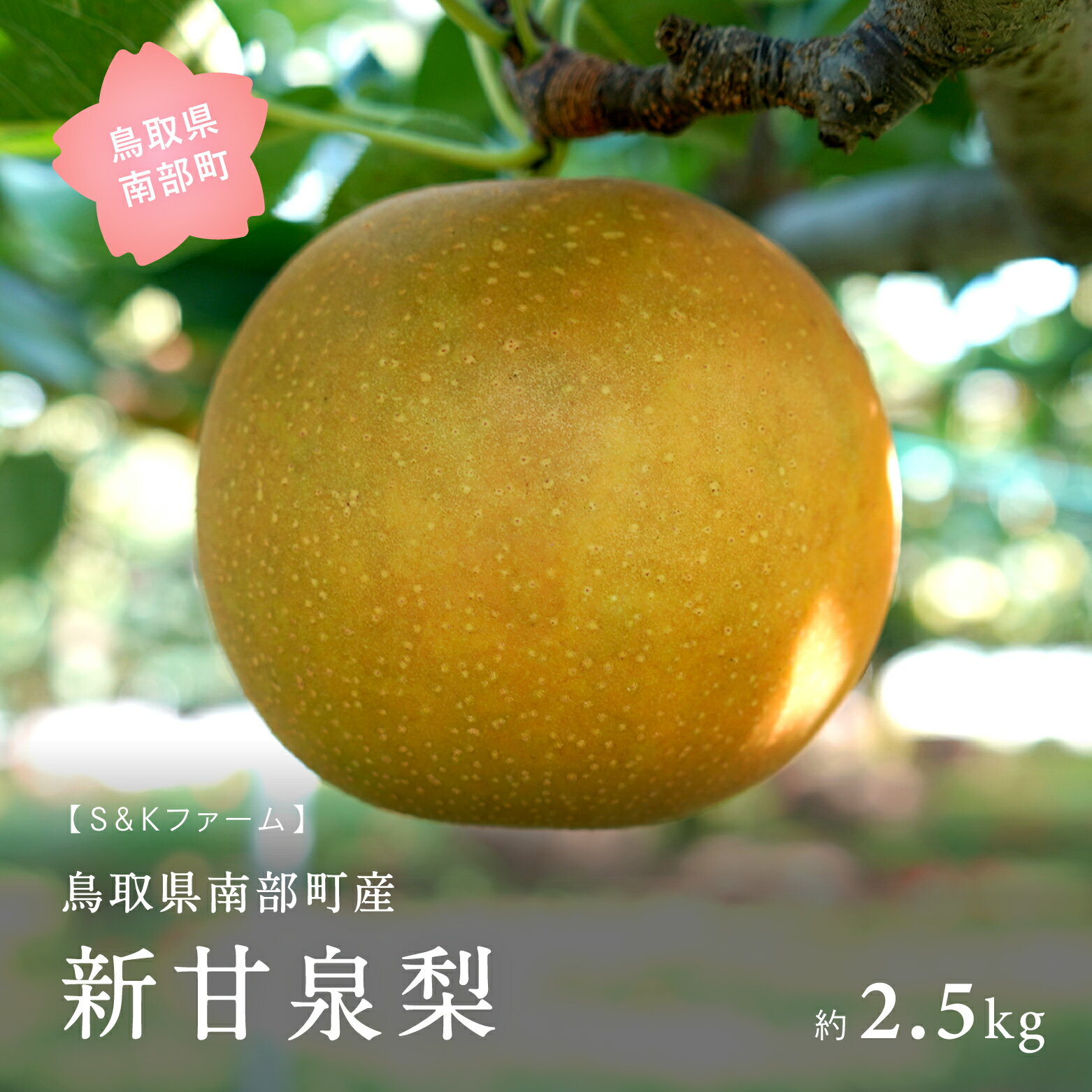 【ふるさと納税】鳥取県産新甘泉梨　2.5kg 【出荷：9月下旬～1月】のサムネイル