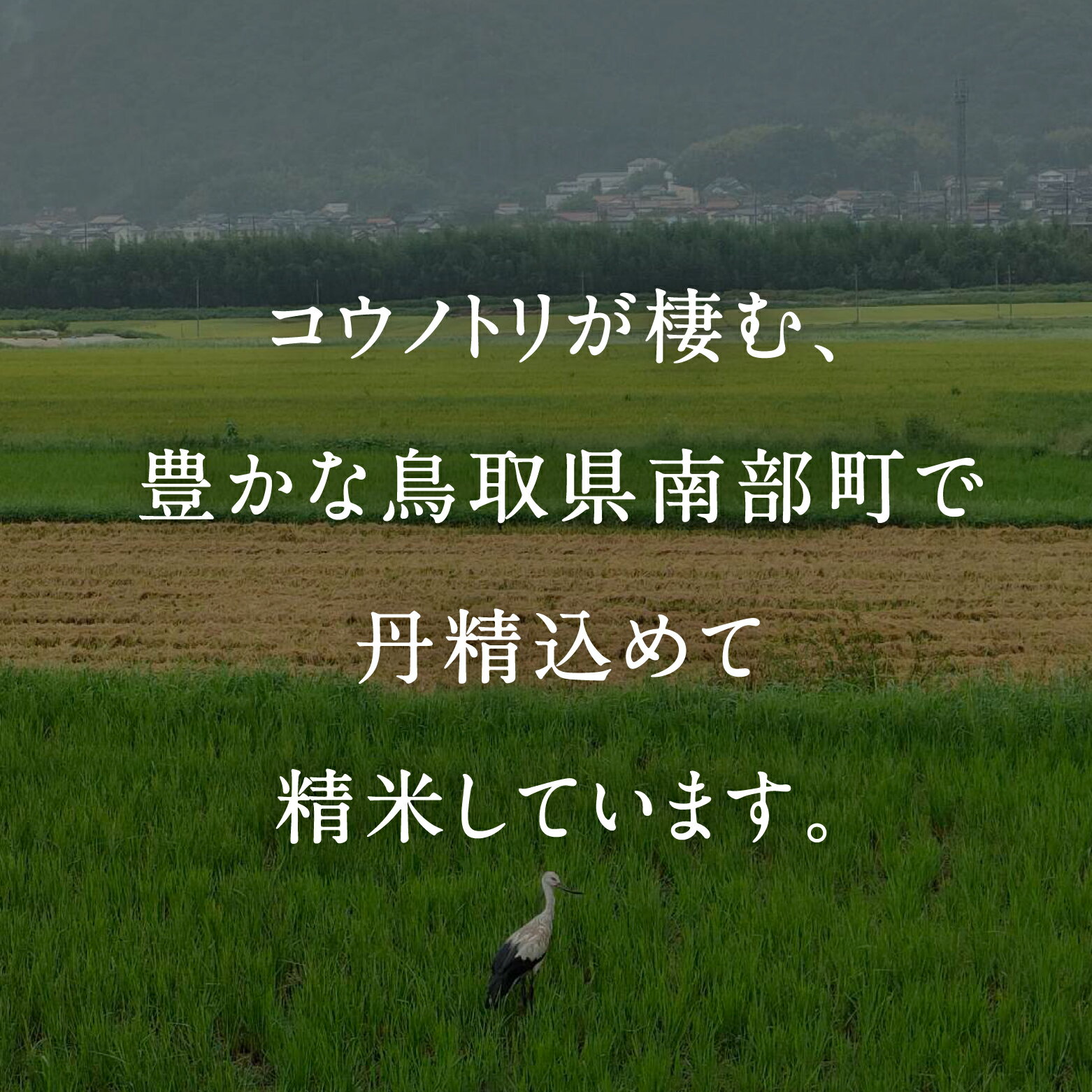 【ふるさと納税】＜新米・令和6年産予約＞ 真空パック包装 鳥取県産コシヒカリ 20kg (5kg×4袋) 令和6年産 米 お米 真空 Elevation 備蓄 長期保存 備蓄米 真空 真空包装 白米 精米 鳥取県南部町