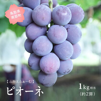 ピオーネ 約1kg 9月出荷予定 フルーツ先行予約 ＜数量限定＞ ぶどう ブドウ 葡萄 フルーツ 鳥取県南部町