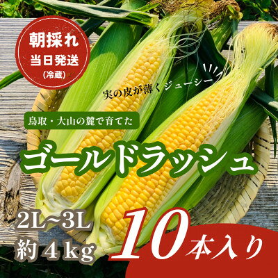 【ふるさと納税】【朝採れ当日発送】大山スイートコーン10本|2L～3Lサイズ(約4kg)|ゴールドラッシュ【配送不可地域：離島・北海道・沖縄県・東北・信越、北陸】【1745547】