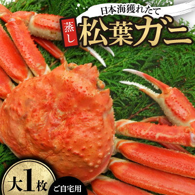 【ふるさと納税】【先行予約】【蒸し】ご自宅用日本海獲れたて松葉ガニ　大　1枚　※11月中旬から順次発送【配送不可地域：離島・北海道・沖縄県】【1763359】