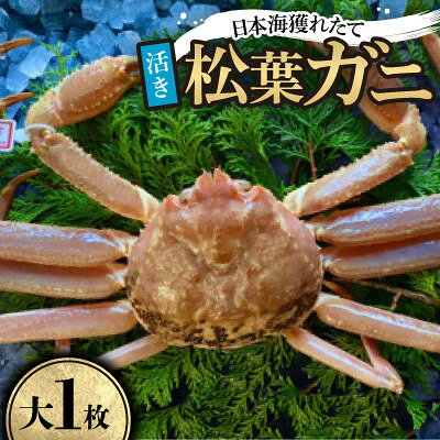 【ふるさと納税】【先行予約】【活き】タグ付き松葉ガニ　大1枚(800～940g前後)　※11月中旬から順次発送【配送不可地域：離島・北海道・沖縄県】【1763376】