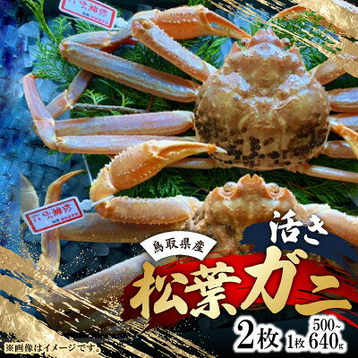 【ふるさと納税】【先行予約】【活き】タグ付き松葉ガニ　中2枚(500～640g前後/枚)　※11月中旬から順次発送【配送不可地域：離島・北海道・沖縄県】【1763380】