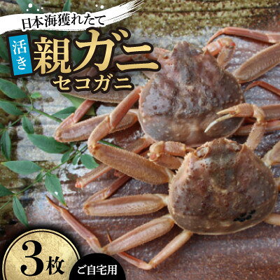 【ふるさと納税】【先行予約】【活き】日本海産獲れたて親ガニ(セコガニ)3枚　※11月中旬から順次発送【配送不可地域：離島・北海道・沖縄県】【1763414】
