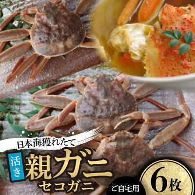 【ふるさと納税】【先行予約】【活き】日本海産獲れたて親ガニ(セコガニ)6枚　※11月中旬から順次発送【配送不可地域：離島・北海道・沖縄県】【1763908】