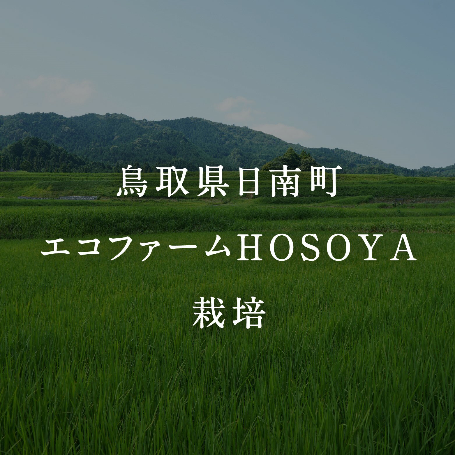 【ふるさと納税】令和5年産 海と天地のめぐみ米(コシヒカリ)白米 5kg