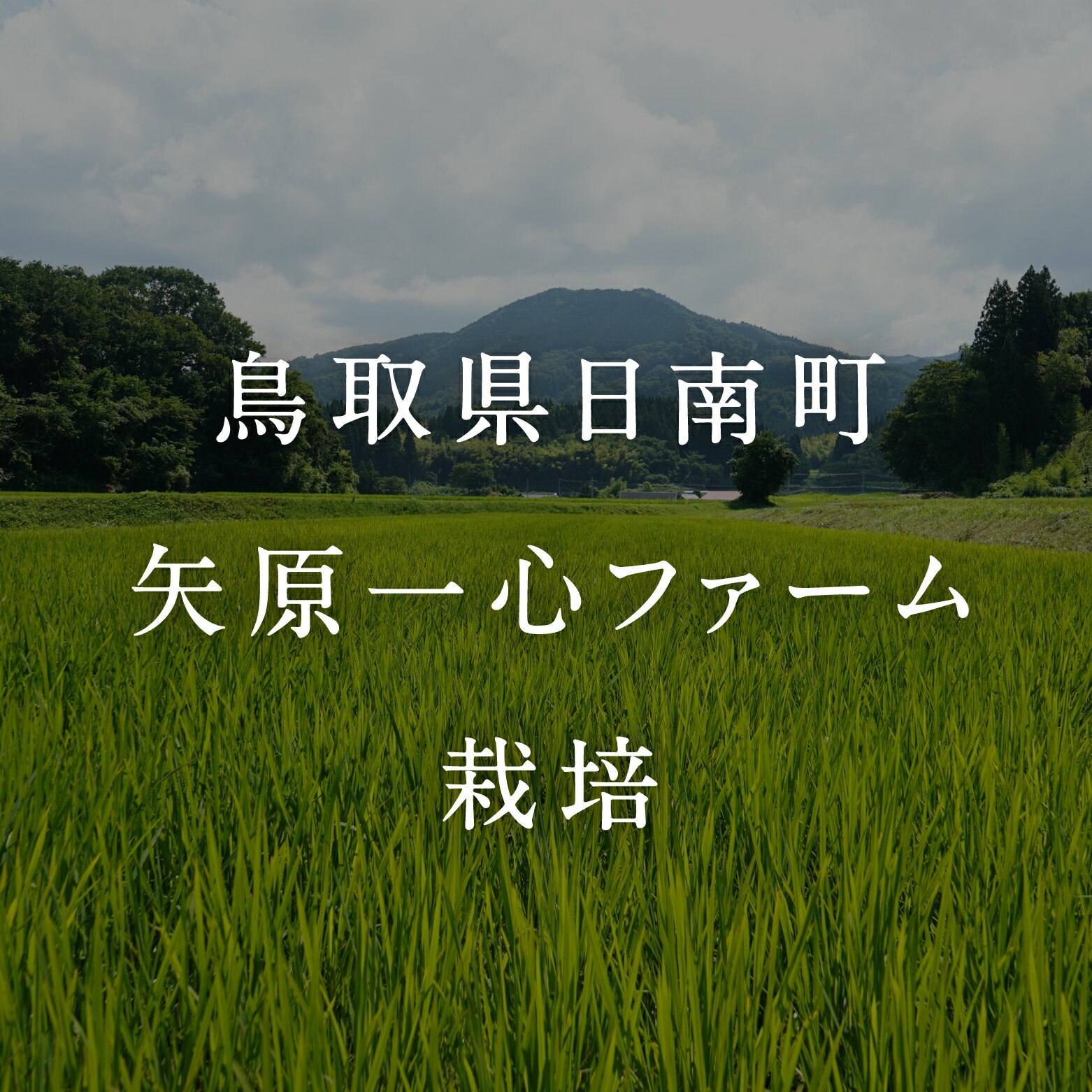 【ふるさと納税】令和5年産 矢原一心ファーム 「特別栽培ミルキークイーン」 10kg