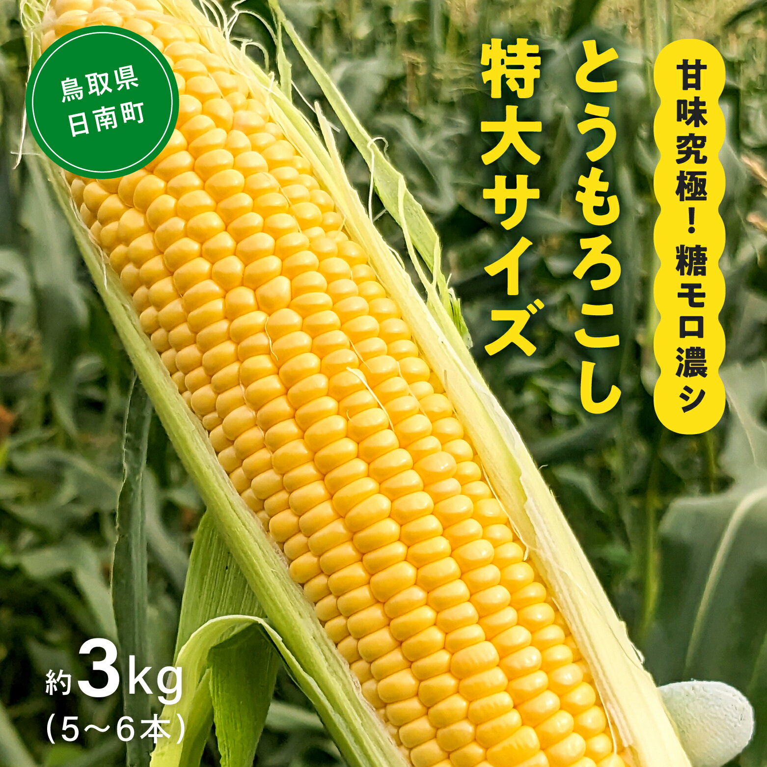 【ふるさと納税】甘味究極！ 糖モロ濃シ 特大サイズ 3kg(5～6本)【とうもろこし】朝どれ直送 スイート..