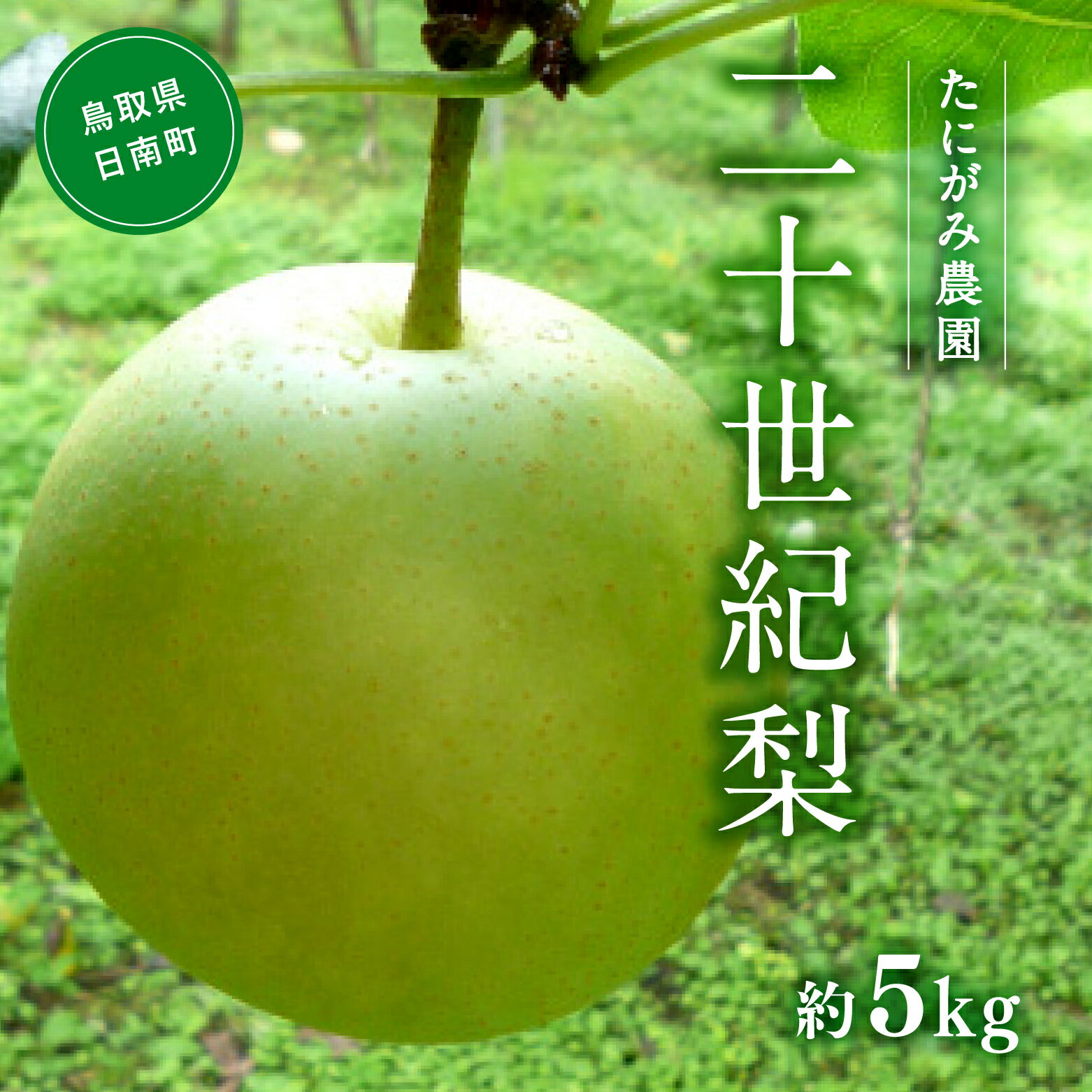 【ふるさと納税】【先行予約】たにがみ農園 二十世紀梨 5.0kg(12~18玉) 梨 なし フルーツ 果物 くだもの 鳥取県 佐治 梨 なし ナシ