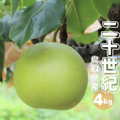 梨 二十世紀 秀 約4kg 9～18玉前後 鳥取県産 先行予約受付 2024年秋収穫分 なし 4キロ TM37 0692