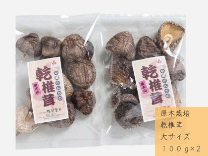 中尾さんちの乾椎茸 大 100g 2袋 原木栽培 大きいサイズ 干しシイタケ / SAC中尾 椎茸屋 0799