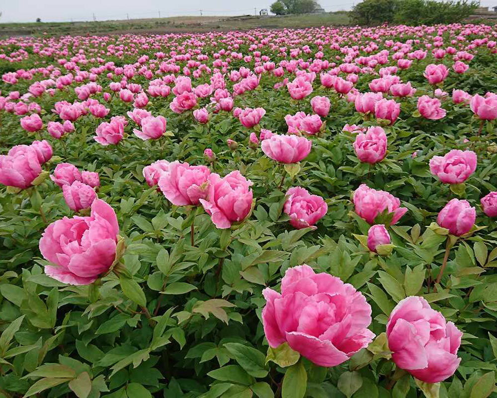 【ふるさと納税】松江大根島牡丹（宝寿ぼたん）5輪咲き 9〜10号鉢 松江 花 牡丹 ぼたん 鉢植え 正月 期間限定《046-03》