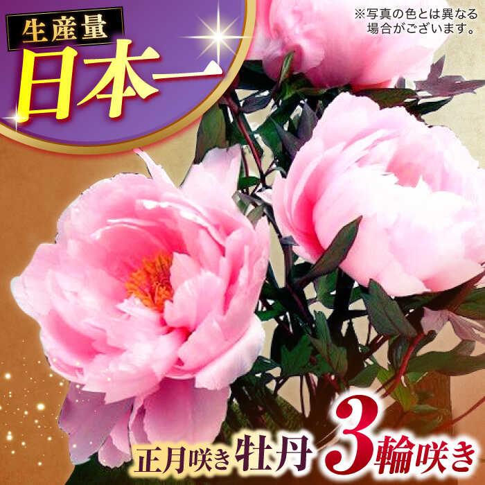 [先行予約][2026年12月中旬以降順次発送][米子高島屋選定品]花 日本庭園由志園 正月咲き牡丹(3輪咲き)島根県松江市/株式会社JU米子高島屋[ALFD009]| ボタン ぼたん 花 鉢植え 植物 贈り物 庭 ガーデニング 観葉植物 苗 正月 園芸 縁起物 牡丹