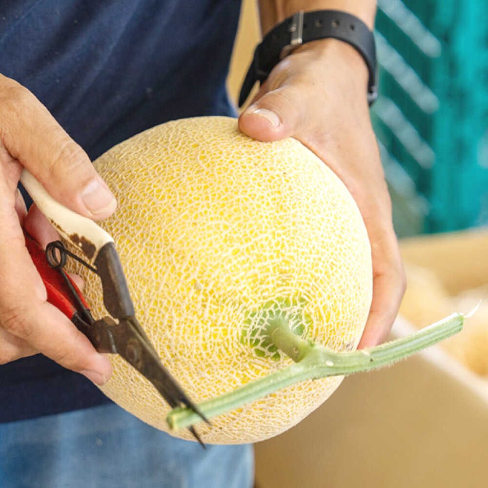 【ふるさと納税】【先行予約】ご縁玉 ゴールデンパールメロン1.3kg×2玉 島根県松江市/有限会社安藤農園[ALID011]