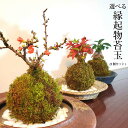 【ふるさと納税】天然苔専門店 弥栄苔 選べる縁起物苔玉(2個セット) 【155_1315】