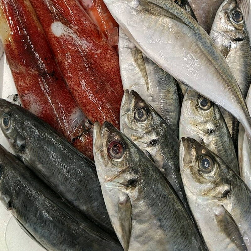 旬の鮮魚1.2〜3.5kgつめあわせ◎創業令和3年の鮮魚屋さん厳選セット 魚介類 鮮魚 海産物 魚 詰合せ 旬 セット [171_1637]