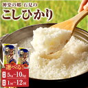 【ふるさと納税】【令和7年産】神楽の郷 石見のこしひかり 【5kg〜10kg/1回〜12回】<2025年10月より配送開始> 選べる 内容量 こしひかり お取り...