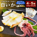 【ふるさと納税】大きな「白いか一夜干し(4枚〜5枚)」 白いか 一夜干し 干物 干もの 一夜干し 御中元 御歳暮 ギフト 新鮮 厳選 海鮮 セット 個包装 魚介...