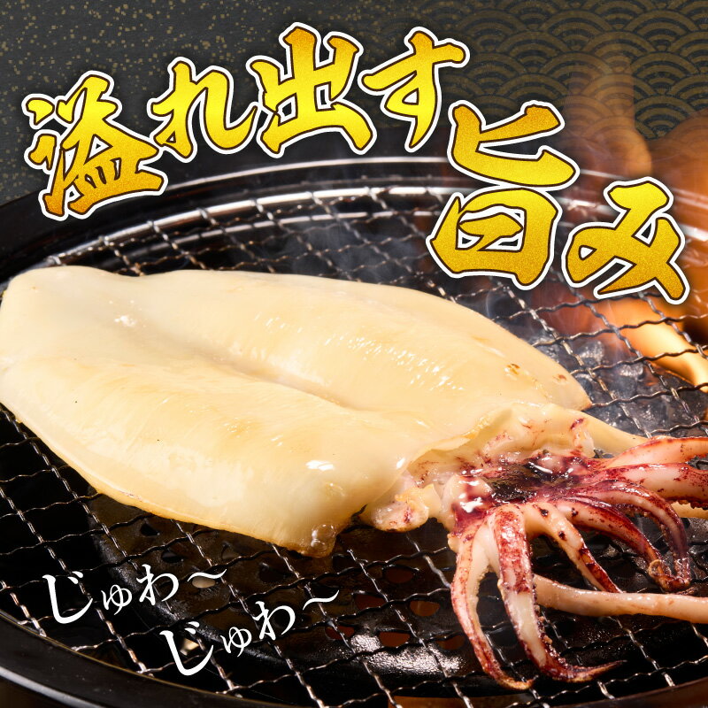 【ふるさと納税】大きな「白いか一夜干し（4枚～5枚）」 白いか 一夜干し 干物 干...