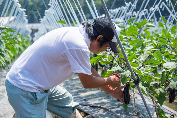 【ふるさと納税】自然豊かな浜田市弥栄町で作られた「旬の野菜おまかせセット」 野菜 野菜セット 減農薬 旬 詰め合わせ セット おまかせ おたのしみ ギフト 【228】