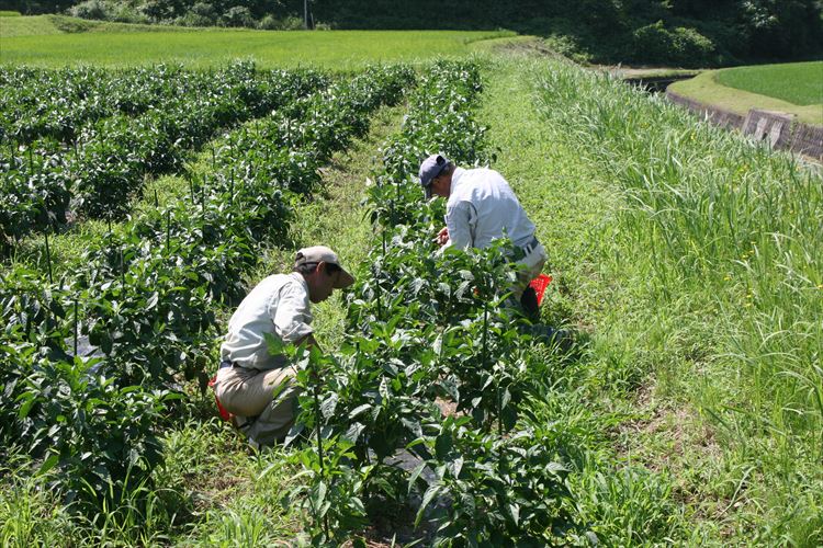 【ふるさと納税】自然豊かな浜田市弥栄町で作られた「旬の野菜おまかせセット」 野菜 野菜セット 減農薬 旬 詰め合わせ セット おまかせ おたのしみ ギフト 【228】