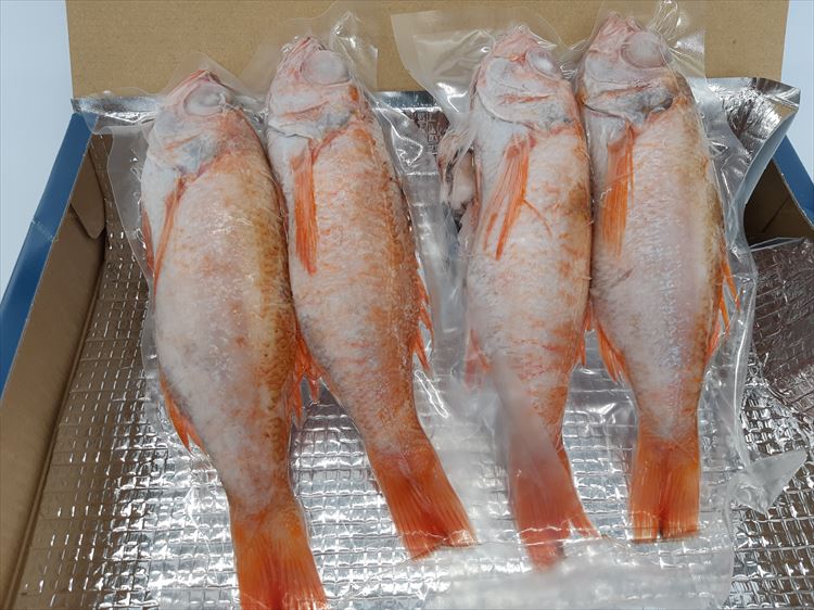【ふるさと納税】山陰浜田港あけぼの丸の塩焼き・煮付け用大型のどぐろセット（冷凍） 【146_2028】