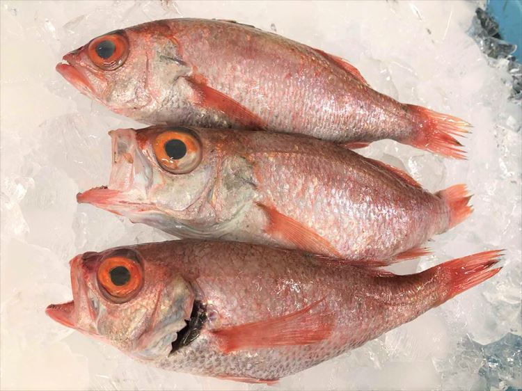 【ふるさと納税】旨脂！のどぐろ（鮮魚）3～4匹（計800g程度） 魚 鮮魚 海鮮 のどぐろ 冷蔵 高級魚 下処理済 煮付け 塩焼き 【1523】のサムネイル