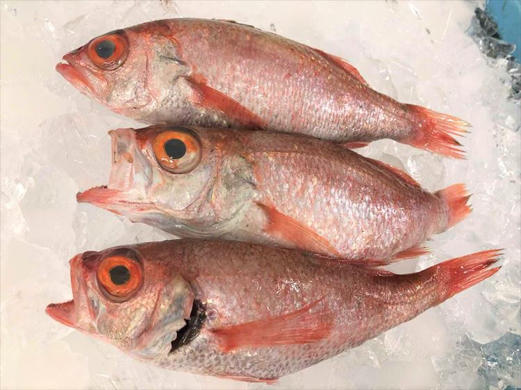 【ふるさと納税】旨脂！のどぐろ（鮮魚）3～4匹（計800g程度） 魚 鮮魚 海鮮 のどぐろ 冷蔵 高級魚 下...