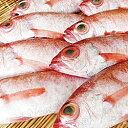 【ふるさと納税】10.幻の高級魚「のどぐろ(鮮魚)」
