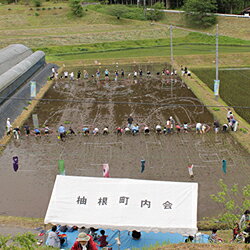 【ふるさと納税】【令和5年産】浜田市金城町産の美味しいコシヒカリ100％【おぐに米】【10kg/ 1回 6回】米 おこめ コシヒカリ 白米 精米 特産品 ごはん お取り寄せ 小分け 選べる 定期便 3