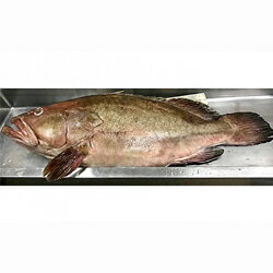 【ふるさと納税】242.【先行予約】幻の天然物　クエ鍋セット　1kg【11月以降発送開始】