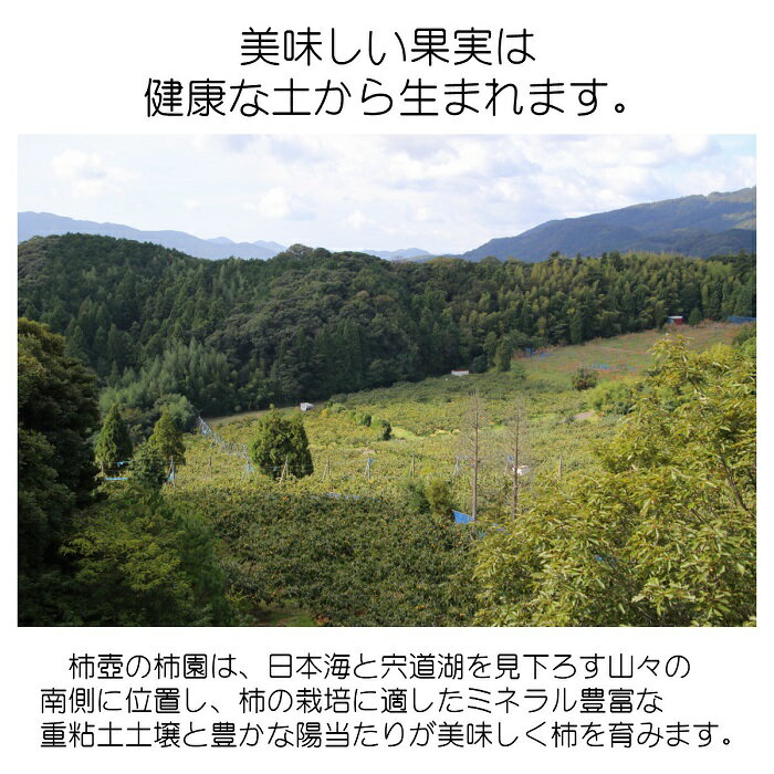 【ふるさと納税】西条柿 干し柿 480g 柿 かき 干柿 果物 くだもの ギフト 詰め合わせ 国産 フルーツ お取り寄せ 先行 予約 期間限定 島根県 出雲市