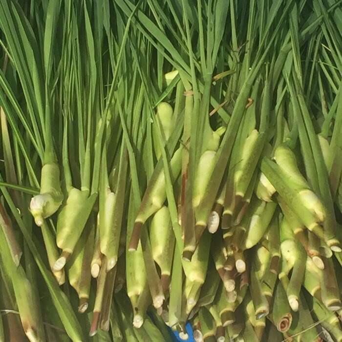 【ふるさと納税】出雲國マコモタケ（生） 1kg 出雲市産 | 数量限定 まこも 野菜 やさい 冷蔵 お取り寄せ ご当地 調理 料理