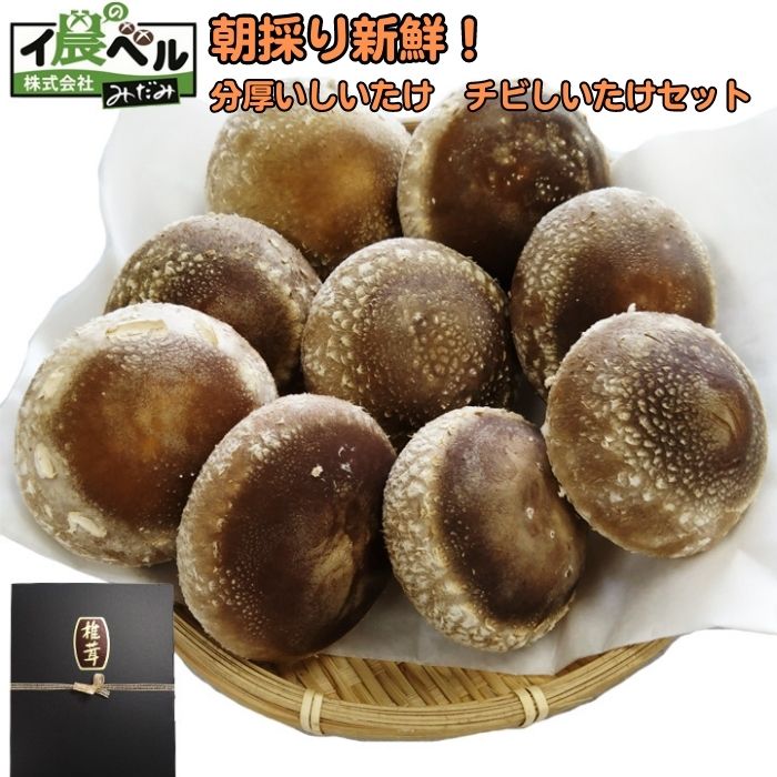 【ふるさと納税】朝採り新鮮!分厚いしいたけ チビしいたけセット | 朝採り新鮮 分厚いしいたけ チビしいたけセット ギフト 肉厚 椎茸 しいたけ きのこ 野菜 ...
