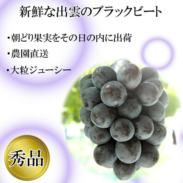 【ふるさと納税】【2026年8月中旬以降発送】[農家直送]厳選ブラックビート2kg箱（3～5房）[持田農園] | 【発送：8月中旬から9月上旬】朝どり 果実 その日のうちに発送 新鮮 出雲 シャインマスカット 持田農園