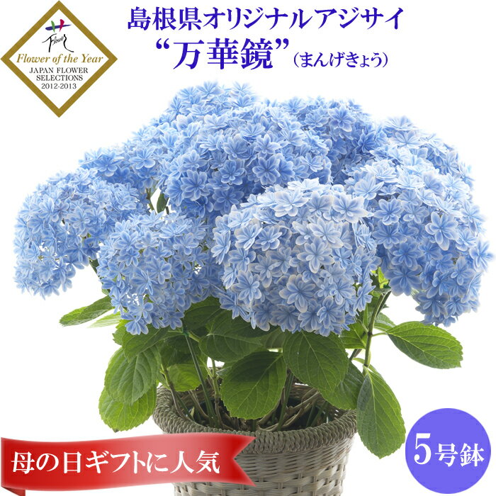 【ふるさと納税】島根県オリジナルアジサイ　万華鏡 母の日 ギフト プレゼント 花 フラワーギフト オススメ 人気 日本フラワー・オブ・ザ・イヤー2012-2013で最優秀賞 受賞