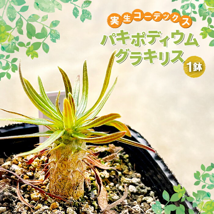 実生コーデックス パキポディウムグラキリス1鉢 観葉植物 鉢植 塊根植物 球根植物 インテリア 新生活 一人暮らし 単身赴任 模様変え 家庭用 記念日 プレゼント オリジナル培養土 数量限定