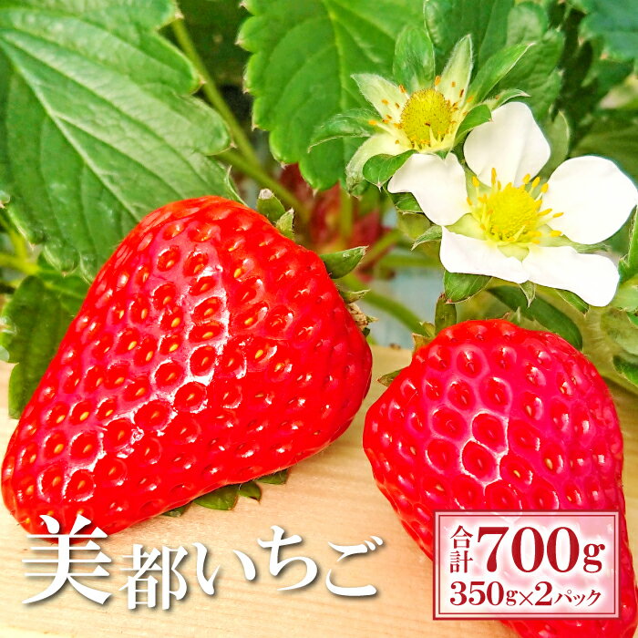 先行予約 完熟いちご 350g×2パック 果物 フルーツ 苺 初物 美都いちご 紅ほっぺ かおりの よつぼし おいCベリー 新鮮 農家直送 ジューシー 期間限定 季節限定 早期予約 11月20日頃〜12月15日頃発送 冷蔵 特産品 お取り寄せ グルメ