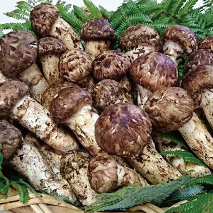 【ふるさと納税】F-342 国産 朝採れ まつたけ（1kg）