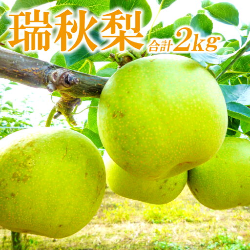 【ふるさと納税】 先行予約 瑞秋梨 2kg 6玉位 梨 果物 くだもの フルーツ 旬 8月下旬〜9月下旬発送 期間限定 季節限定 ギフト 贈り物 お土産 【ふるさと納税】 先行予約 瑞秋梨 2kg 6玉位 梨 果物 くだもの フルーツ 旬 8月下旬〜9月下旬発送 期間限定 季節限定 ギフト 贈り物 お土産