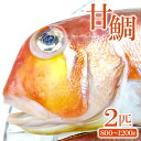 12位! 口コミ数「0件」評価「0」 甘鯛 鯛 タイ 2匹 800g〜1200g 白身魚 高級 煮つけ 焼き魚 鮮魚 魚介類 食材 食品 グジ 新鮮 旬 魚 10月頃〜2月頃発･･･ 