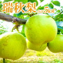 【ふるさと納税】 先行予約 瑞秋梨 5kg 12玉~16玉位 もぎたて 青梨系 梨 果物 くだもの フルーツ 期間限定 季節限定 ギフト 贈り物 お土産 お取り寄せ
