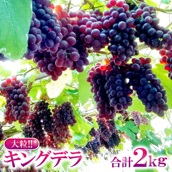 【ふるさと納税】 デラウェア キングデラ 2kg 大粒 種なし ぶどう ブドウ 葡萄 フルーツ くだもの 果...