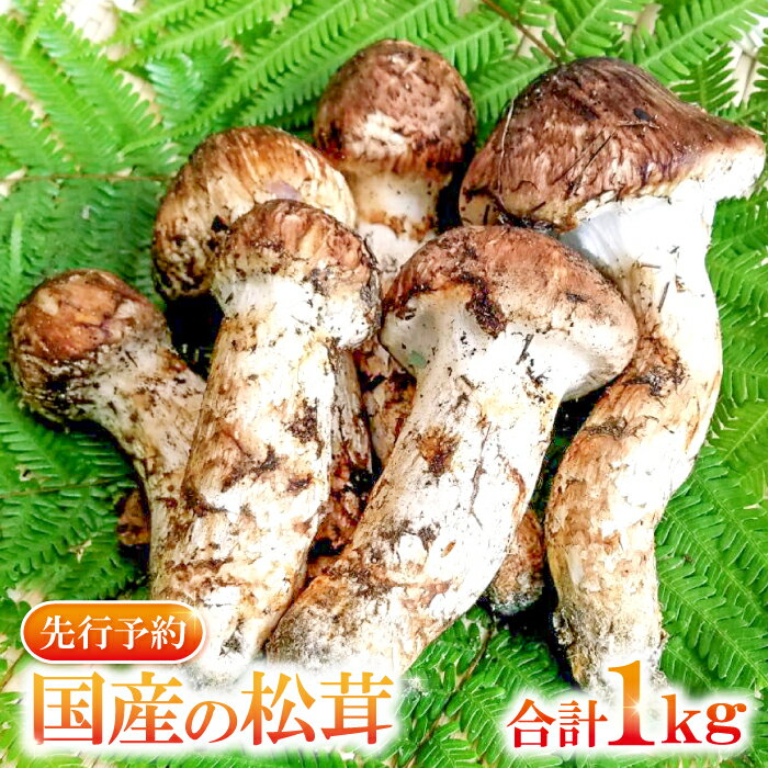 【ふるさと納税】 先行予約 まつたけ 1kg きのこ 松茸 つぼみ 開き コロ 混合 朝採れ 高級 貴重 松茸ご..