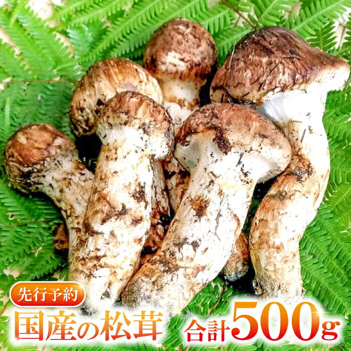 先行予約 まつたけ 500g きのこ 松茸 つぼみ 開き コロ 混合 朝採れ 高級 貴重 松茸ご飯 焼き松茸 土瓶蒸し お吸い物 秋の味覚 期間限定 季節限定 10月〜11月初旬発送 冷蔵 特産品 お取り寄せ グルメ