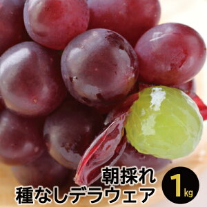 【ふるさと納税】A-184 朝採れ種なしデラウェア 1kg