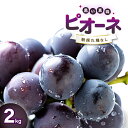 【ふるさと納税】 先行予約 朝採れ 種なし ピオーネ 2kg 葡萄 ぶどう フルーツ 果物 期間限定 早期予約 季節限定 くだもの 贈り物 プレゼント 手土産
