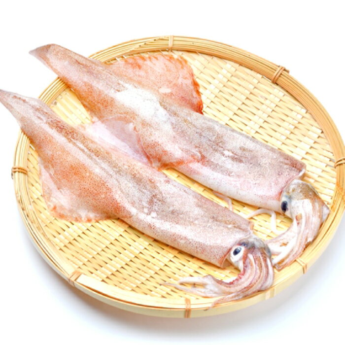 【ふるさと納税】 日本海 新鮮 イカ 500g 魚貝類 魚介類 いか あおりいか やりいか 真いか 白いか 甲いか 旬なもの 刺身 イカ焼き 冷蔵 特産品 お取り寄せ グルメ